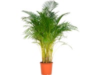 Areka palma zlatoplodá výška cca 140-150 cm průměr cca 32 cm Areca Dypsis Areka palma zlatoplodá výška cca 140-150 cm průměr cca 32 cm Areca Dypsis