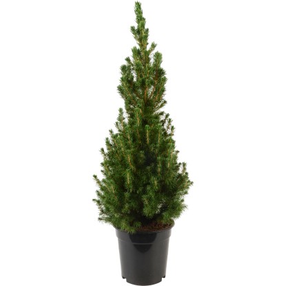 Smrk sivý "Conica" výška cca 55-60 cm průměr květináče cca 15 cm Picea