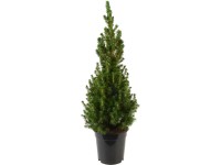 Smrk sivý Smrk sivý