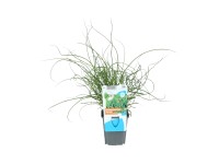 OBI Sítina rozkladitá hnědá pr. květináče cca 9 cm