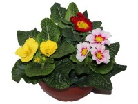 Prvosenky sesazované v misce o pr. 19 cm