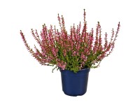 Landgard Vřes obecný (Calluna vulgaris) různé barvy pr. cca  9 cm