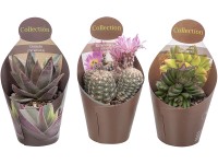 Giromagi Sukulent různé druhy výška 15-20 cm, pr. květináče 10,5 cm