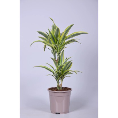 Dracéna průměr květináče cca 17 cm