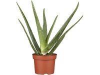 Aloe vera, výška cca 30 cm, průměr květináče cca 19 cm
