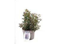 Tavola kalinolistá (physocarpus opulifolius) Little Devil Tavola kalinolistá (physocarpus opulifolius) Little Devil