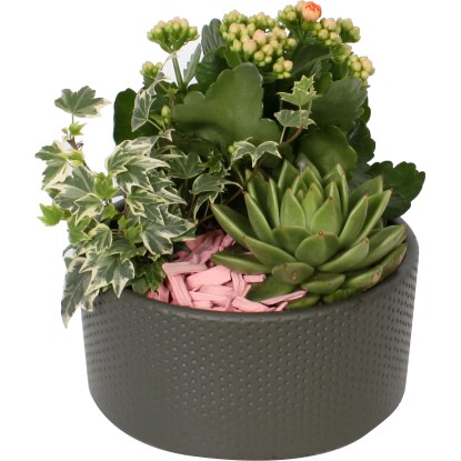 Aranžmá ze zelených a kvetoucích rostlin průměr květináče cca 18 cm