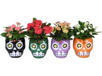 Pryšec zářivý (Euphorbia milii) v keram. květ. Halloween, různé druhy, pr. 6 cm Pryšec zářivý (Euphorbia milii) v keram. květ. Halloween, různé druhy, pr. 6 cm