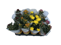 Chryzantéma indická (Chrysanthemum indicum) rôzne farby, 1 ks, pr. kv. 9 cm Chryzantéma indická (Chrysanthemum indicum) rôzne farby, 1 ks, pr. kv. 9 cm
