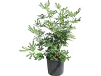 OBI Fíkovník smokvoň výška cca 50-60 cm květináč cca 10 l Ficus carica