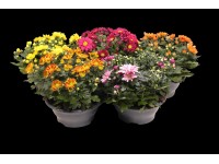 Chryzantémová miska (Chrysanthemum), výška cca 30 - 36 cm, pr. cca 23 cm Chryzantémová miska (Chrysanthemum), výška cca 30 - 36 cm, pr. cca 23 cm