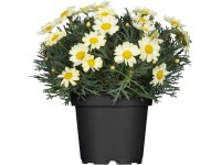 Kopretinovec průměr květináče cca 18 cm Argyranthemum frutescens