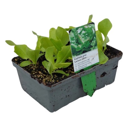 Landgard Salát hlávkový zelený (Lactuca sativa var. Capitata) 6 ks v misce
