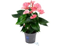 Grow by OBI Toulitka Pandola, výška cca 55-60 cm, pr. květináče cca 17 cm