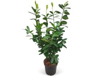 Landgard Bobkovišeň lékařská (Prunus laurocerasus) Landgard Bobkovišeň lékařská (Prunus laurocerasus)