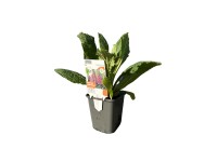 OBI Náprstník OBI Náprstník