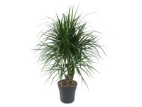 Dračinec vroubený (Dracaena marginata), výška cca 85-95 cm, pr. kv. cca 21 cm