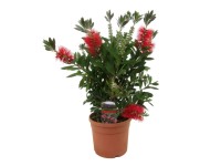 GROW by OBI Štětkovec citrónový (Callistemon citrinus) červený cca 40 cm