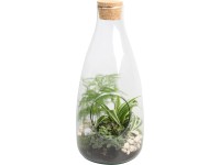 Aranžmá se zelenými rostlinami ve skle průměr květináče cca 15 cm