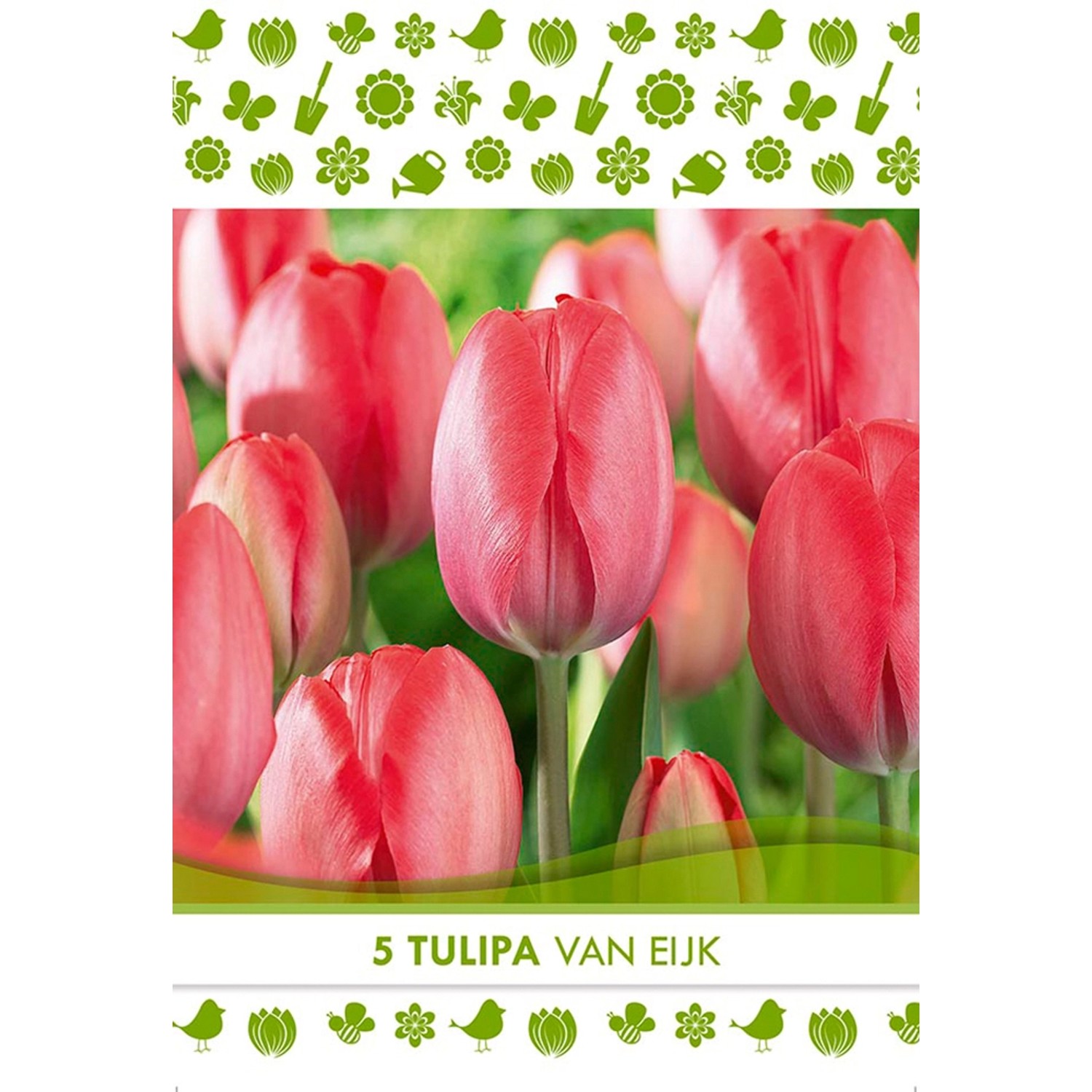 Květinová cibulka tulipánu (Tulipa Darwin van Eijk)