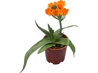 Snědek průměr květináče cca 10,5 cm Snědek průměr květináče cca 10,5 cm