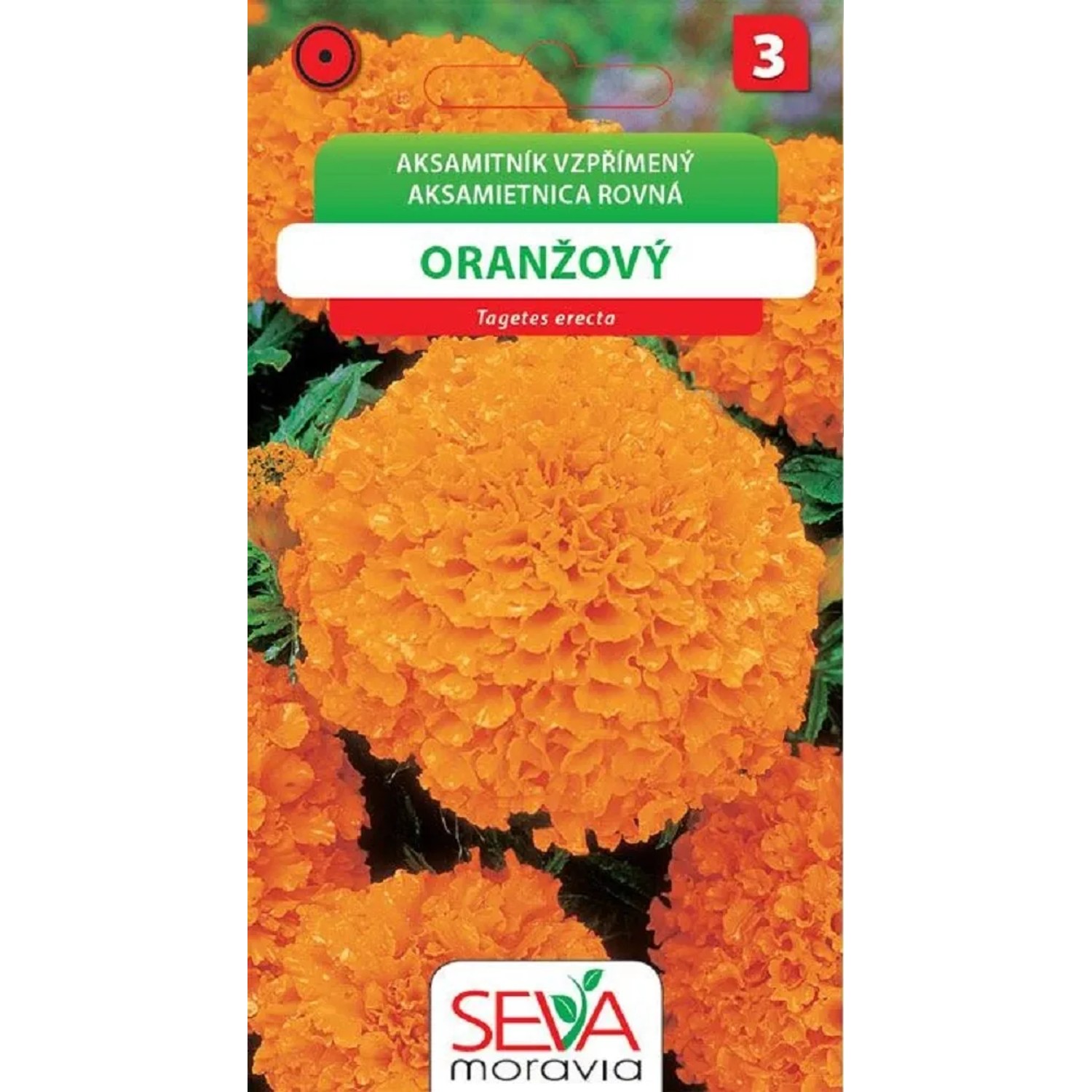Semienka Aksamitník vzpřímený, oranžový