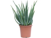 GROW by OBI Aloe pravá (Aloe vera) výška 20-30 cm, květináč 6 l