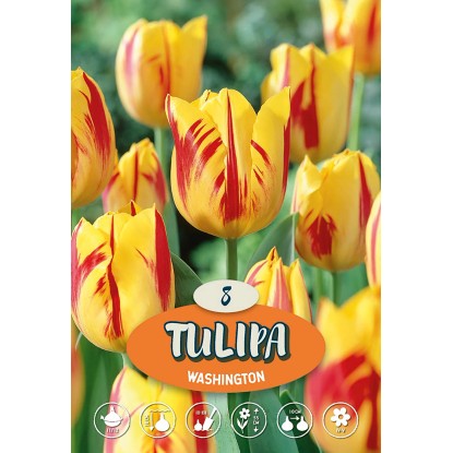 Tulipán Triumph "Washington"