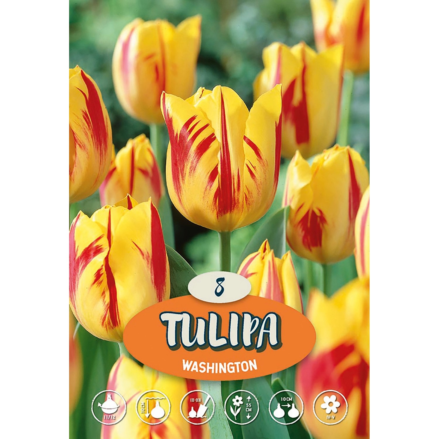 Tulipán Triumph "Washington"