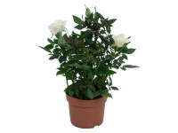 Růže Parade bílá, průměr květináče cca 10,5 cm Růže Parade bílá, průměr květináče cca 10,5 cm