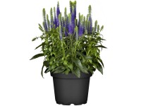 OBI Rozrazil modrý průměr květináče cca 9 cm x 9 cm Veronica OBI Rozrazil modrý průměr květináče cca 9 cm x 9 cm Veronica