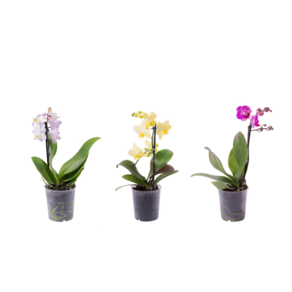 Motýlí orchidej (Orchidea phalaenopsis) různé barvy, 1výhonek,35-55 cm, pr. 9 cm