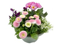 Q-Flower Aranžmá mix jarních rostlin 