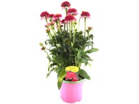 Q-Flower Třapatkovka nachová (Echinacea purpurea) výška cca 30 cm