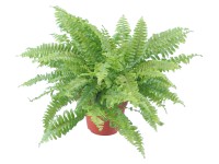 GROW by OBI Ledviník průměr květináče cca 12 cm