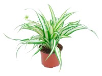 Zelenec Variegatum, pr. květináče cca 12 cm