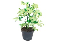 Šeflera Janine průměr květináče cca 8 cm Šeflera Janine průměr květináče cca 8 cm