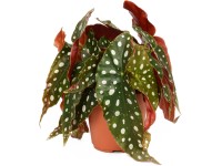 Tečkovaná begónie (Begonia maculata), pr. květináče cca 14 cm