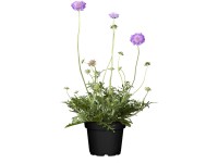 OBI Hlaváč průměr květináče cca 19 cm Scabiosa