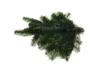 Svazek větví Nordmann 500 g Svazek větví Nordmann 500 g