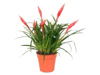 Vrísea Astrid červená pr. květináče cca 12 cm