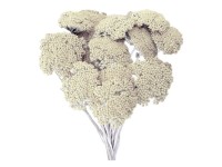 NOHEL GARDEN Sušená dekorace Achilea - řebříček bílý 50 g NOHEL GARDEN Sušená dekorace Achilea - řebříček bílý 50 g