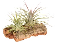 Aranžmá tillandsií 2 rostliny na korku small Aranžmá tillandsií 2 rostliny na korku small