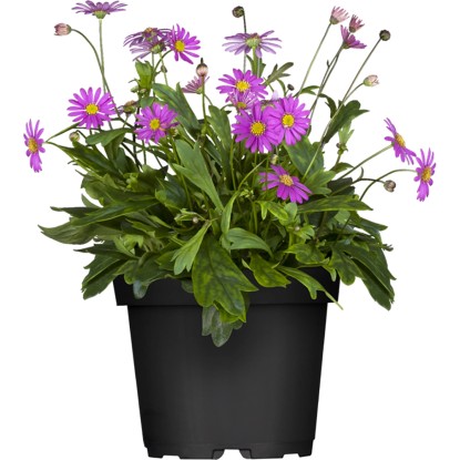 OBI Všelicha modrá průměr květináče cca 12 cm Brachyscome