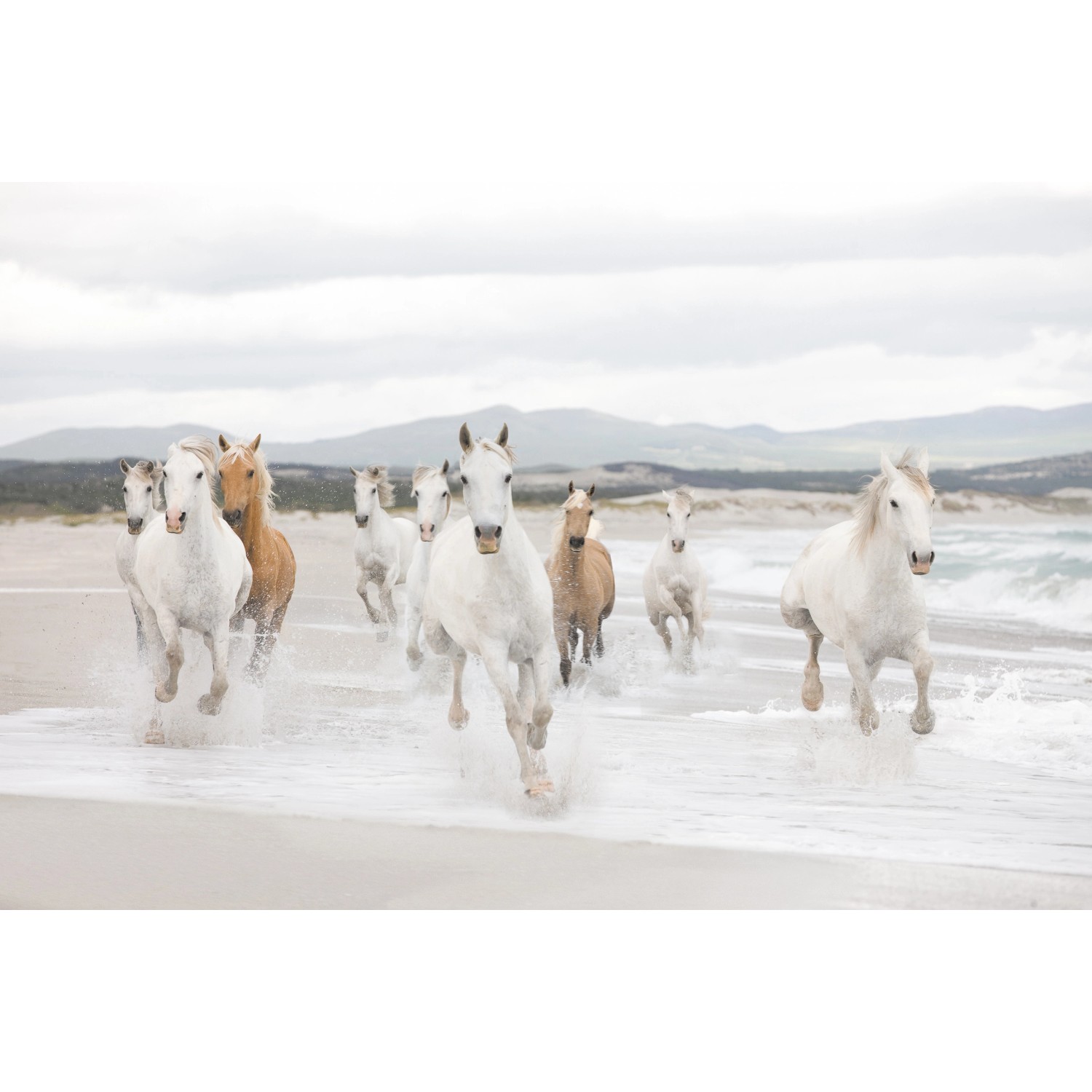 Komar Papírová fototapeta White Horses 368 x 254 cm