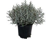 Krásnohlávek stříbřitý průměr květináče cca 11 cm