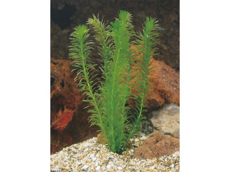 Vodni Mor Kanadsky Prodej (vodní kanadský, Vodni kanadský, Elodea canadensis) Vodni Mor Kanadsky Prodej