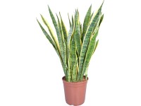 Tchynin jazyk Laurentii pr. květináče cca 24 cm Tchynin jazyk Laurentii pr. květináče cca 24 cm