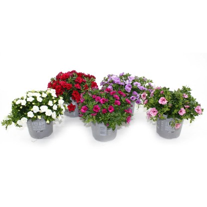 GROW by OBI Minipetúnie (Calibrachoa hybride) různé barvy pr. květináče 13 cm