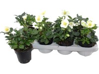 Čemeřice černá Čemeřice černá